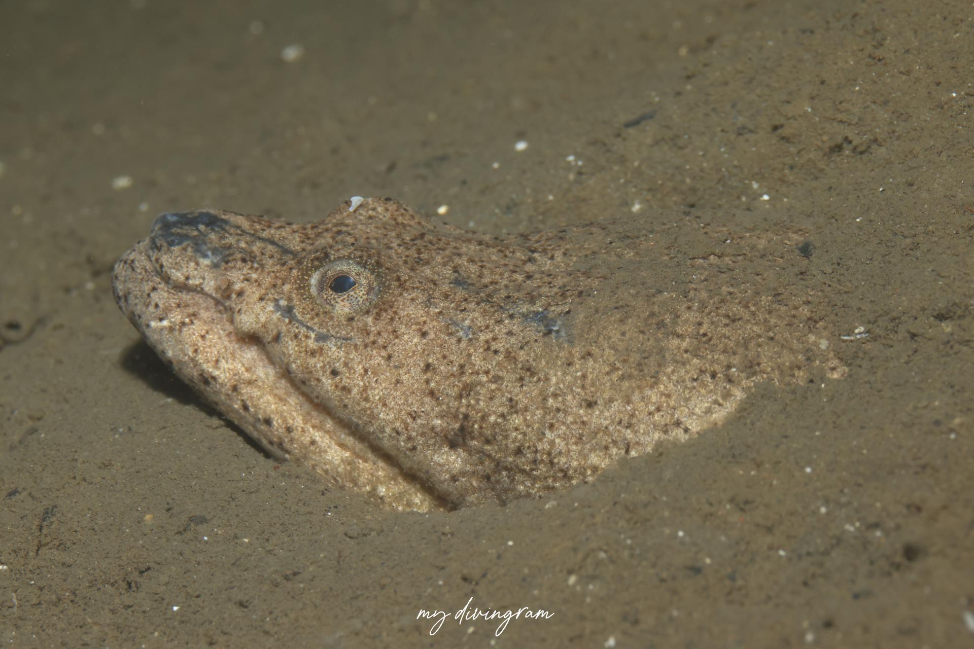 ムラサキウミヘビ