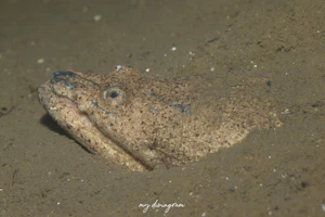 ムラサキウミヘビ