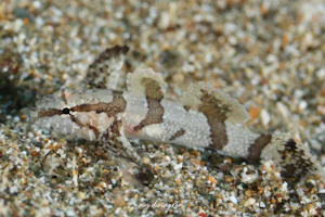 オキナワハゼ属の1種-5