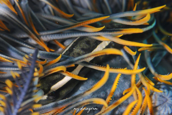 ウミシダウバウオ近似種