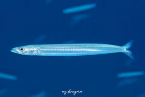 ミナミイカナゴ