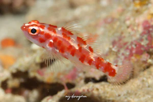 レッドスポッテッドピグミーゴビー