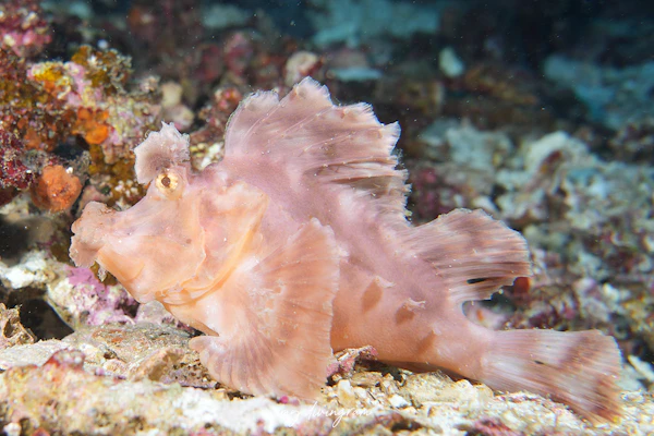 ホウセキカサゴ