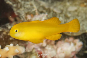 キイロサンゴハゼ