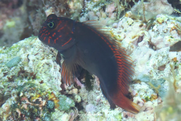 ベニツケタテガミカエルウオ