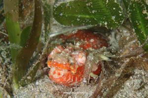 ハワイタツウミヘビ