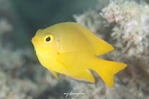 ネッタイスズメダイ