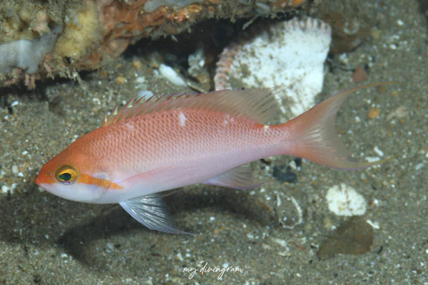 アワユキハナダイ