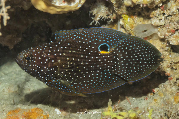 シモフリタナバタウオ