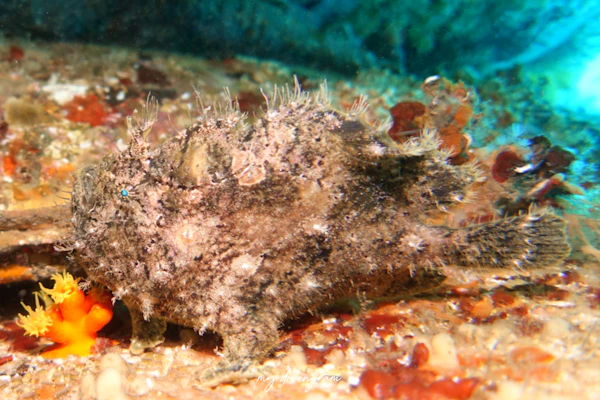 ソウシカエルアンコウ