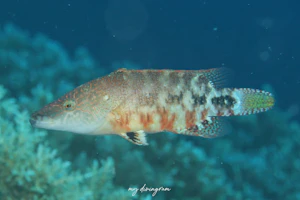 ハナナガモチノウオ
