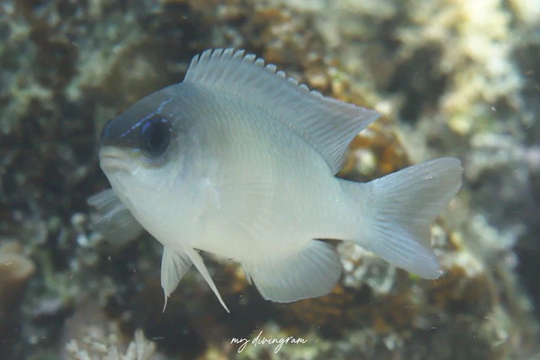 ネズスズメダイ