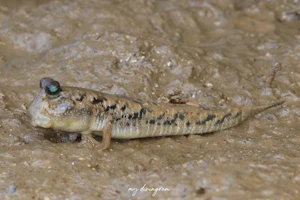 ミナミトビハゼ