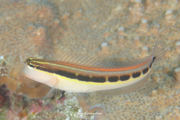 ヒトスジギンポ