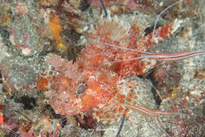 コクチフサカサゴ