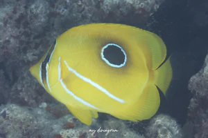 ウミヅキチョウチョウウオ