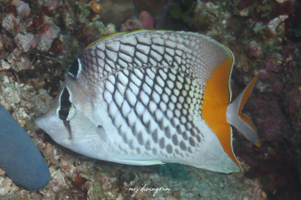 アミメチョウチョウウオ