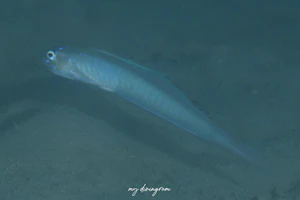 タンザクハゼ属の1種-1