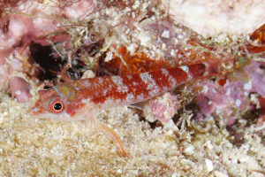 エリマキヘビギンポ