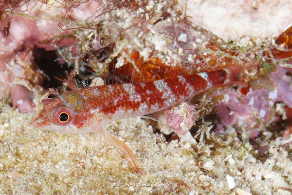 エリマキヘビギンポ