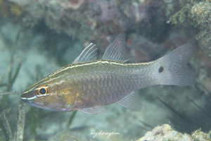 サザナミイシモチ