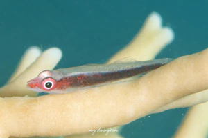 イロワケガラスハゼ