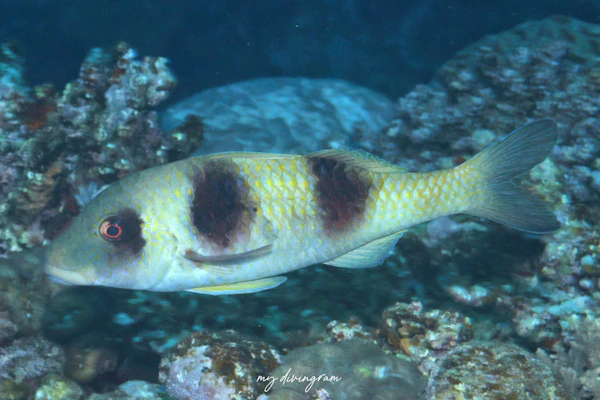 フタスジヒメジ