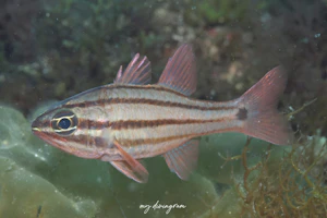 オオスジイシモチ