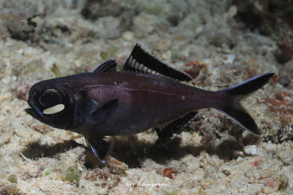 ヒカリキンメダイ