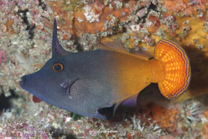 ジョンストンニシキカワハギ