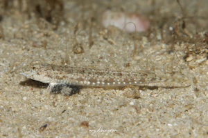 ゴマイトヒキヌメリ