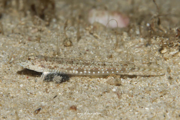 ゴマイトヒキヌメリ