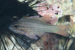 メニーラインドカーディナルフィッシュ