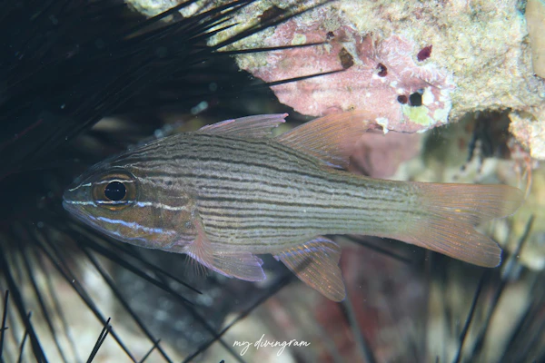 メニーラインドカーディナルフィッシュ