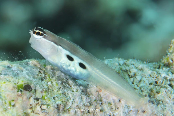 ツインスポットコームトゥースブレニー