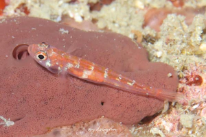 シマイソハゼ属の1種-12