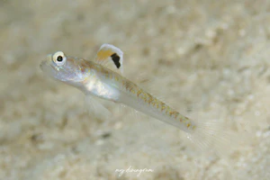 ヤツシハゼ属の1種-9