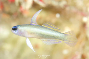 サファイアハゼ