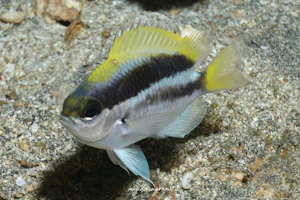 オビトウカイスズメダイ