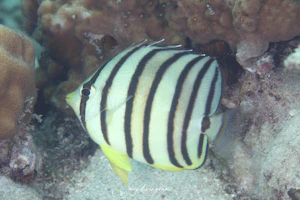 ヤスジチョウチョウウオ