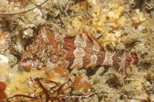 ペインテッドグリーンリング