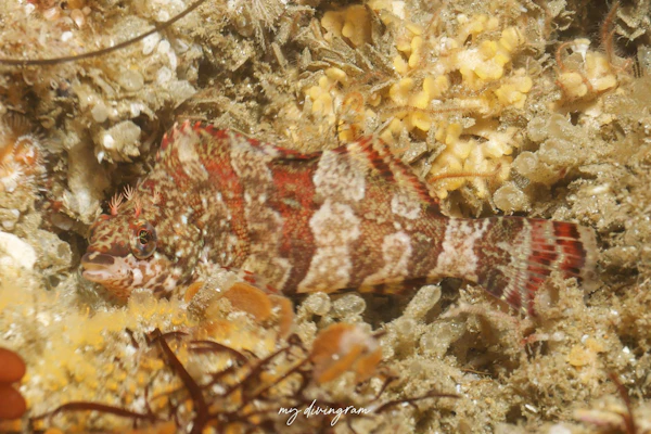 ペインテッドグリーンリング