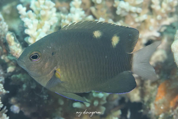 ソラスズメダイ属の1種