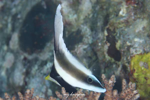 ミナミハタタテダイ