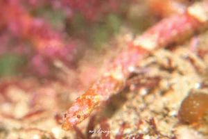 ホソウミヤッコ