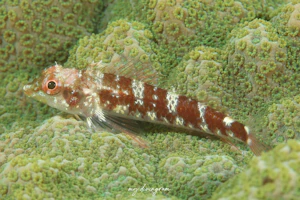 アカヘビギンポ