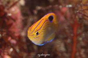 クロメガネスズメダイ