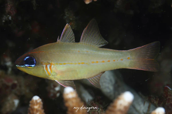 シールズカーディナルフィッシュ