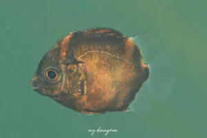 クロホシマンジュウダイ