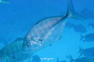 インドオキアジ